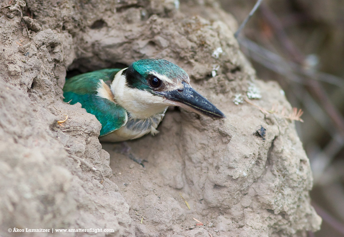 Kingfisher Habitat Where Do Kingfishers Live? Bird Baron